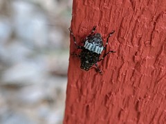 Eurymycter
