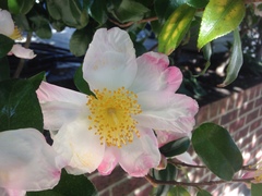 Magnoliopsida