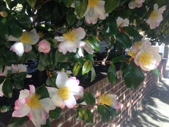 Magnoliopsida