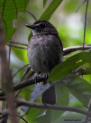 Cyornis pelingensis