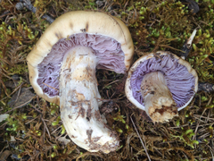Cortinarius