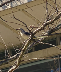 Mimus polyglottos