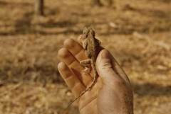 Agama aculeata