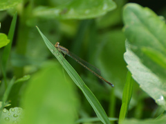 Argentagrion ambiguum