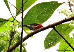 Myzomela chloroptera