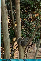 Sciurus carolinensis