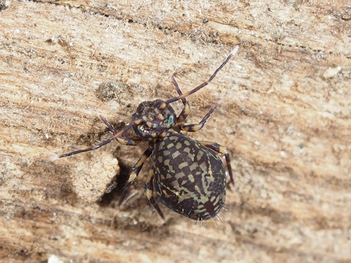 Ptenothrix alveola