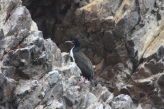 Leucocarbo bougainvillii