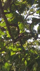 Callithrix geoffroyi