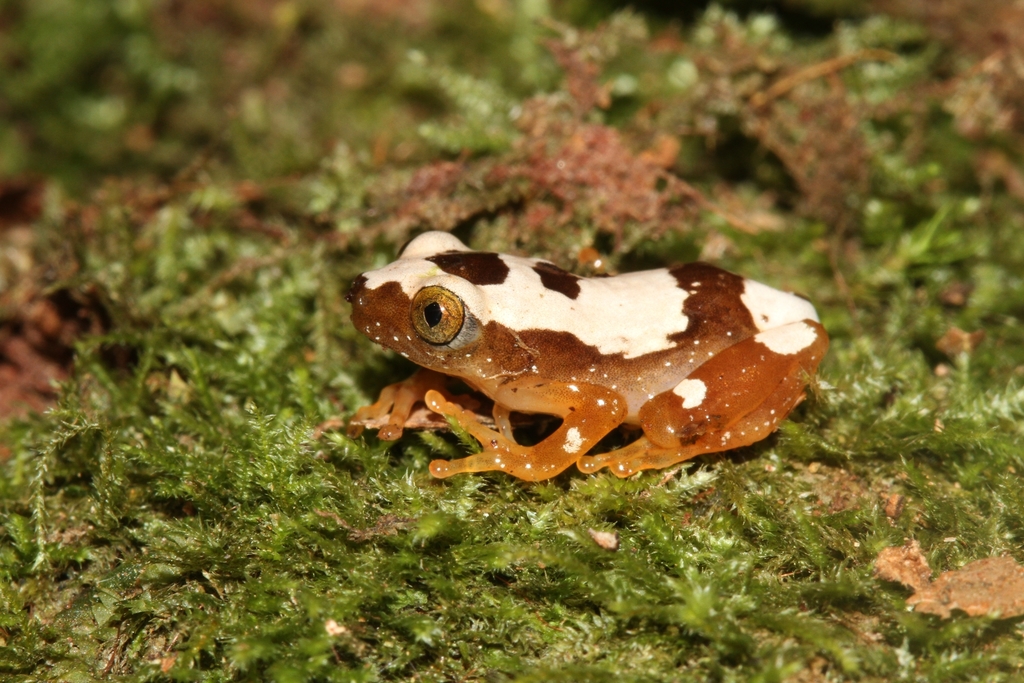 Foulassi Banana Frog