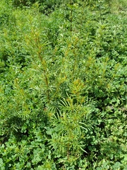 Tagetes imbricata