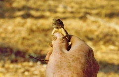 Agama aculeata