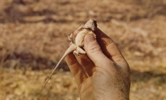 Agama aculeata