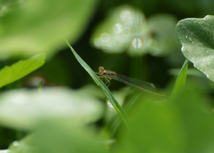 Argentagrion ambiguum