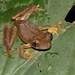 Niger Forest Tree Frog - Photo (c) Xavier Rufray, some rights reserved (CC BY-NC), uploaded by Xavier Rufray