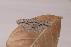 Physocleora vacillaria