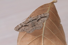 Physocleora vacillaria