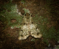 Stericta chlorophoena