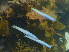 Ptereleotris monoptera