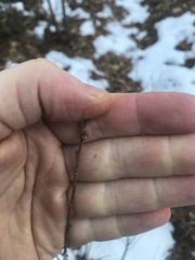 Comptonia peregrina