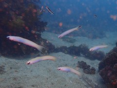 Ptereleotris monoptera