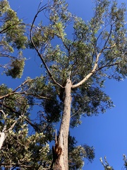 Eucalyptus sieberi