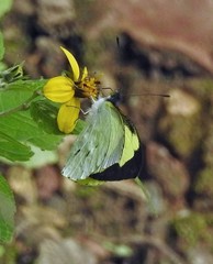 Leptophobia diaguita