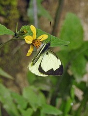 Leptophobia diaguita