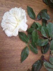 Rosa