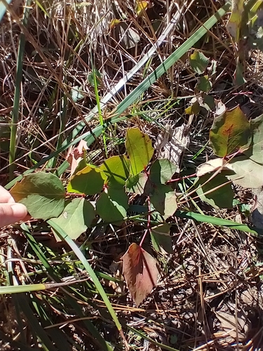 Image of Berberis pumila by no rights reserved