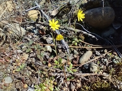 Crocidium multicaule
