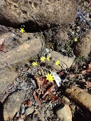 Crocidium multicaule