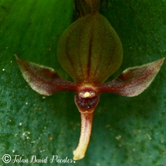 Pleurothallis lilijae