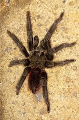 Lasiodora