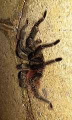 Lasiodora