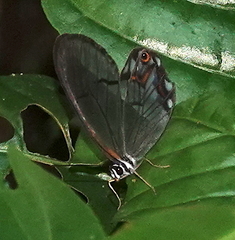 Pseudohaetera hypaesia