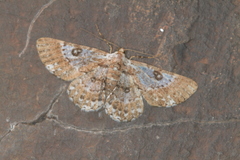 Iridopsis validaria