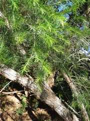 Melaleuca armillaris