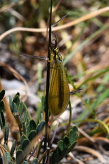 Myrmecaelurus trigrammus