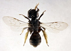 Panurgus dentipes