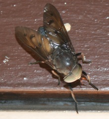 Tabanus proximus