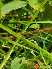 Oxyallagma dissidens