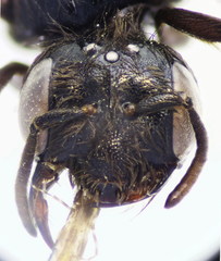 Panurgus dentipes