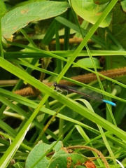 Oxyallagma dissidens