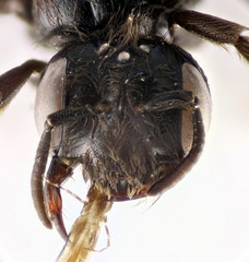 Panurgus dentipes