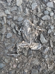 Lithobates clamitans