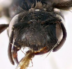 Panurgus dentipes