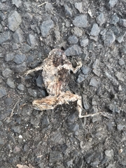 Lithobates clamitans