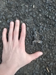 Lithobates clamitans