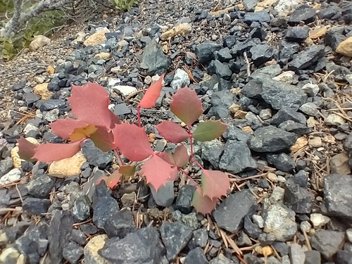 Image of Berberis pumila by no rights reserved